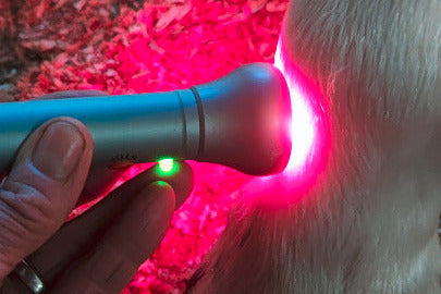 Massage, medicinsk laser- samt värmeterapi / Häst